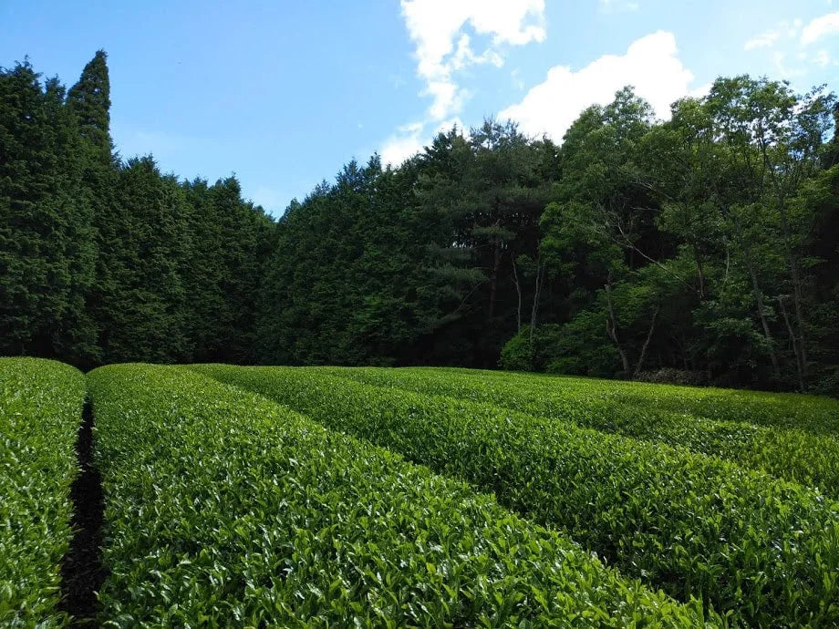 Aka Tea 2026 Matcha