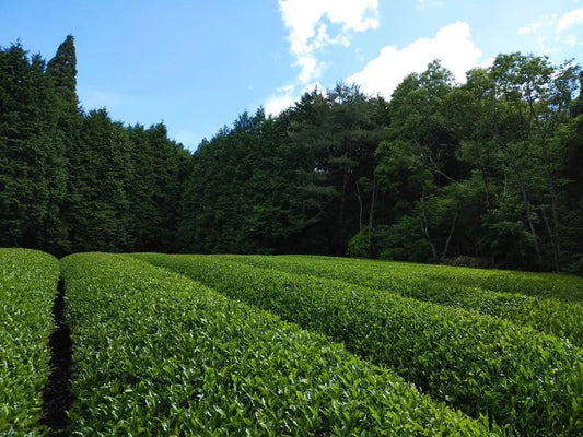 Aka Tea 2026 Matcha