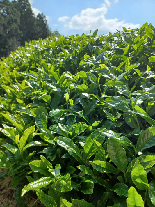 Aka Tea 2026 Sencha Green Tea